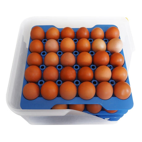 Araven Airtight Container with 4 Egg Trays GN 2/3 200mm - DP209  Araven   